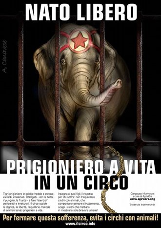Nato libero - prigioniero a vita in un circo